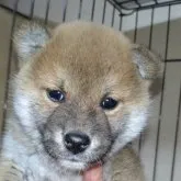 柴犬(標準サイズ)【岐阜県・男の子・2023年3月15日・赤】の写真1「4/26撮影」