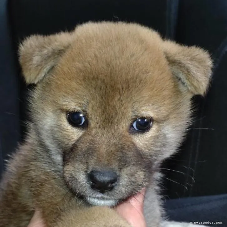 ID:2209-04350の子犬