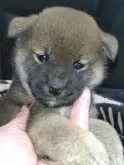 柴犬(標準サイズ)【岐阜県・女の子・2024年9月16日・赤】の写真2