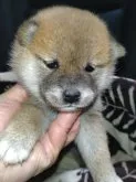 柴犬(標準サイズ)【岐阜県・女の子・2023年10月5日・赤】の写真2「11/3撮影」