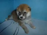 柴犬(標準サイズ)【岐阜県・女の子・2019年11月13日・赤】の写真3「12/22撮影」