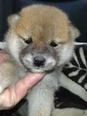 柴犬(標準サイズ)【岐阜県・女の子・2023年10月5日・赤】の写真3「11/3撮影」