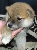 柴犬(標準サイズ)【岐阜県・女の子・2023年10月5日・赤】の写真4「11/3撮影」