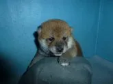 柴犬(標準サイズ)【岐阜県・男の子・2020年3月11日・赤】の写真5「4/12撮影」