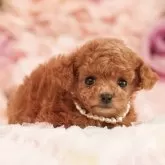 ティーカッププードル