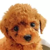 タイニープードル