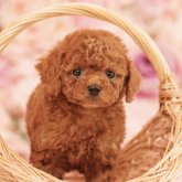 トイプードル(タイニー)