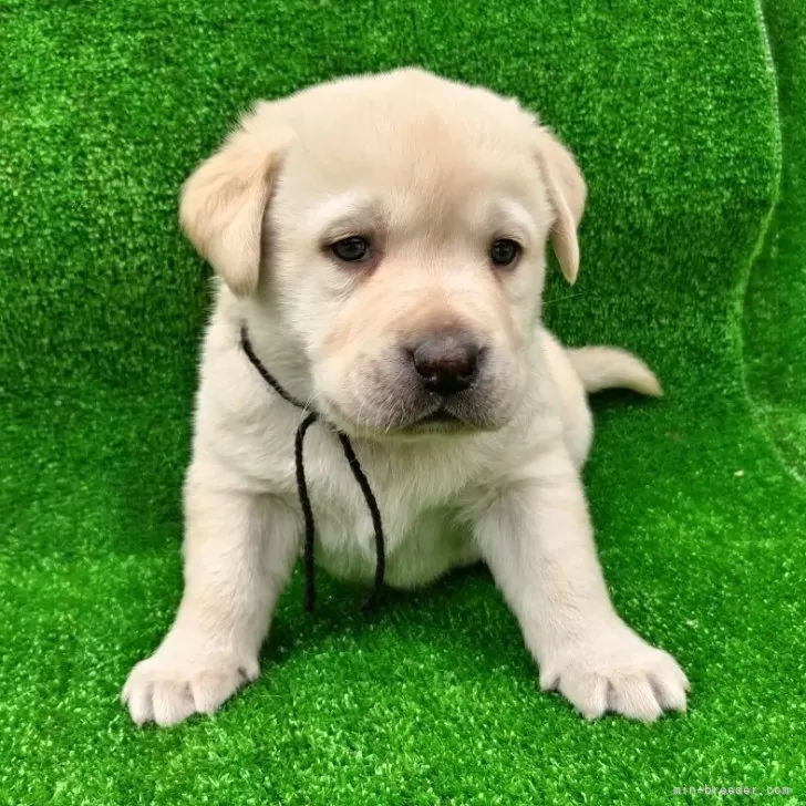 ID：2503-00369の子犬