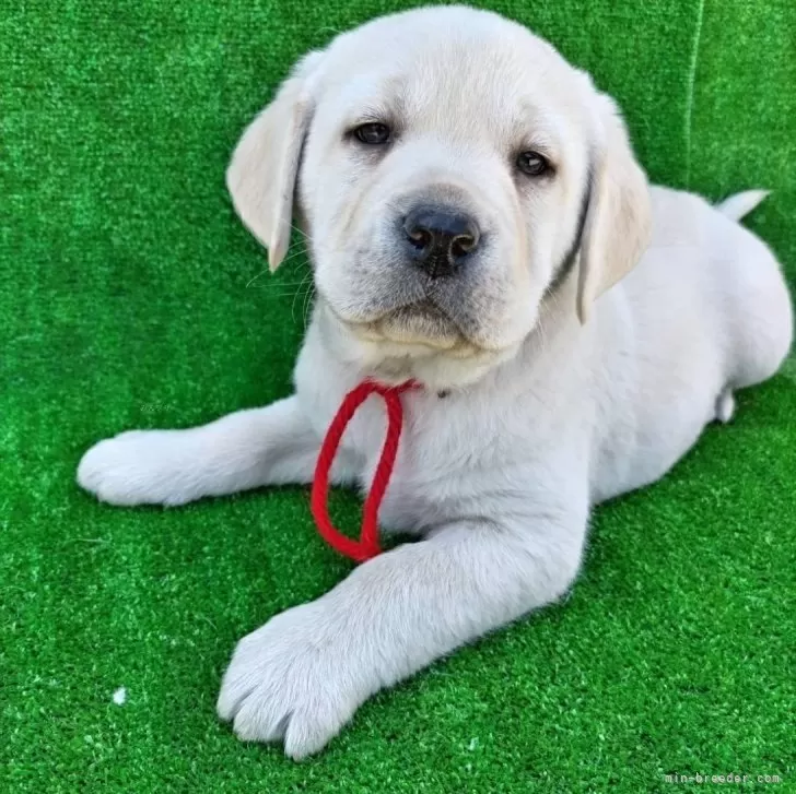 ID:2503-00361の子犬