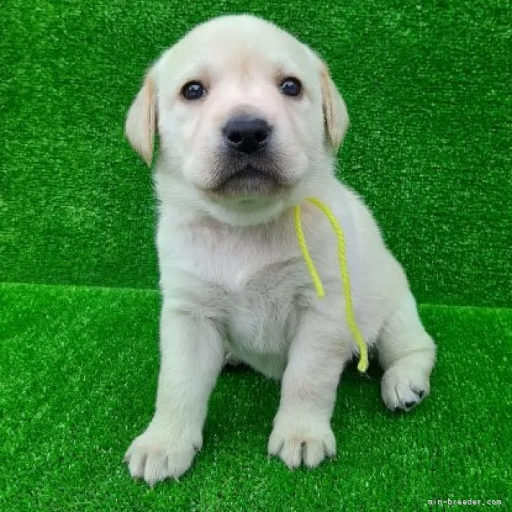 ID:2304-05641の子犬