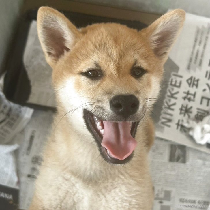 ブリーダー画像