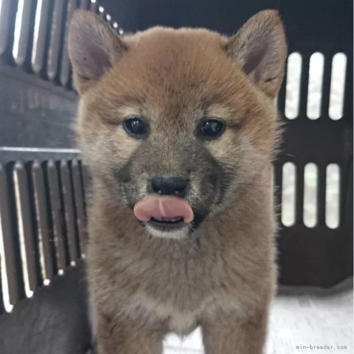 ID:2503-02476の子犬