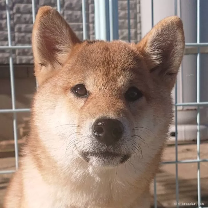 モーリシャス 様のお迎えした子犬