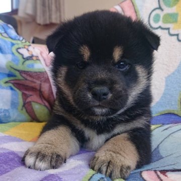 柴犬(標準サイズ)【千葉県・男の子・2025年1月23日・黒】の写真「賢い男の子」