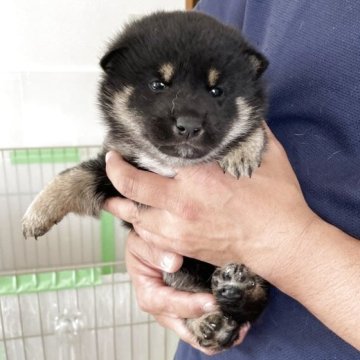 柴犬(標準サイズ)【千葉県・男の子・2025年3月23日・黒】の写真「クリクリお目目の優しい顔立ちの男の子❤️」