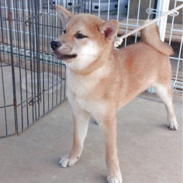 柴犬(標準サイズ)【千葉県・男の子・2025年2月6日・赤】の写真「両親犬の良い所取りなハンサムボーイ❤️」