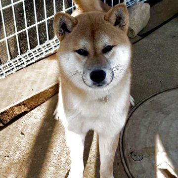 柴犬(標準サイズ)【千葉県・男の子・2025年2月6日・赤】の写真「人懐っこい🩷愛らしく優しいイケメンくん🩷」