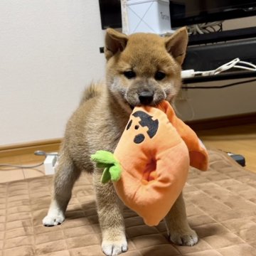 柴犬(標準サイズ)【千葉県・男の子・2025年9月8日・赤】の写真「🎃ハロウィンイベント🎃
穏やかなイケメン🩷」