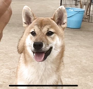 柴犬(標準サイズ)【千葉県・男の子・2025年2月11日・赤】の写真「元気ハツラツ❤️ハンサムボーイ❤️」