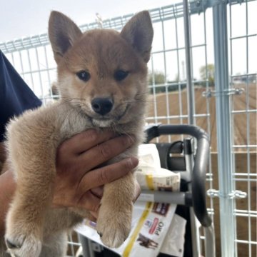 柴犬(標準サイズ)【千葉県・男の子・2025年2月6日・赤】の写真「綺麗な赤毛一色のイケメン君❤️」