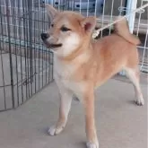 柴犬(標準サイズ)
