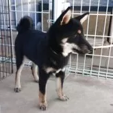 柴犬(標準サイズ)