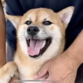 柴犬(標準サイズ)