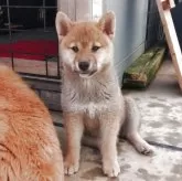 柴犬(標準サイズ)