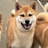 柴犬(標準サイズ)