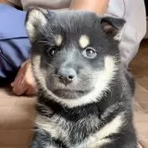 柴犬(標準サイズ)