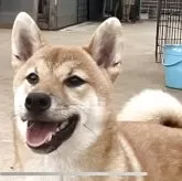 柴犬(標準サイズ)
