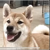 柴犬(標準サイズ)