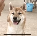 柴犬(標準サイズ)