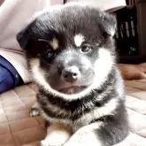 柴犬(標準サイズ)