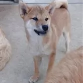 柴犬(標準サイズ)