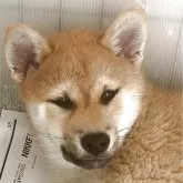 柴犬(標準サイズ)【千葉県・男の子・2025年2月6日・赤】の写真3