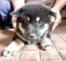 柴犬(標準サイズ)【千葉県・女の子・2025年8月20日・黒】の写真8