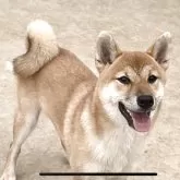 柴犬(標準サイズ)【千葉県・男の子・2025年2月11日・赤】の写真5