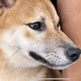 柴犬(標準サイズ)【千葉県・男の子・2025年2月6日・赤】の写真7