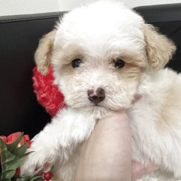 トイプードル(タイニー)【大阪府・男の子・2025年10月4日・アプリコット&ホワイト パーティー】の写真「パーティの中でも珍しい色です🩷」