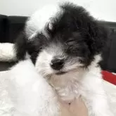 タイニープードル