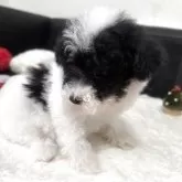 タイニープードル