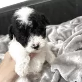 トイプードル(トイ)