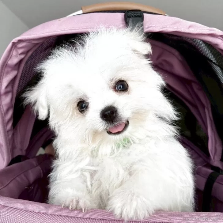 K.U 様のお迎えした子犬