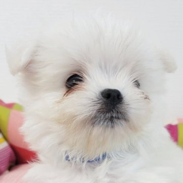 ポメマル(ポメラニアン×マルチーズ)【宮城県・男の子・2025年4月29日・ホワイト】の写真「たれたれの目両親のいいとこ取りの可愛い子です。」