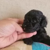 タイニープードル【宮城県・男の子・2024年6月15日・ブラック】の写真1「可愛い御目目体重550g」