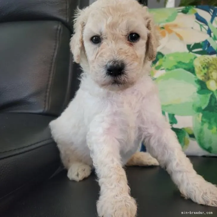 ID:2208-04358の子犬