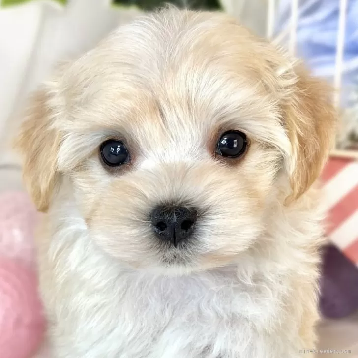 ID：2501-06868の子犬