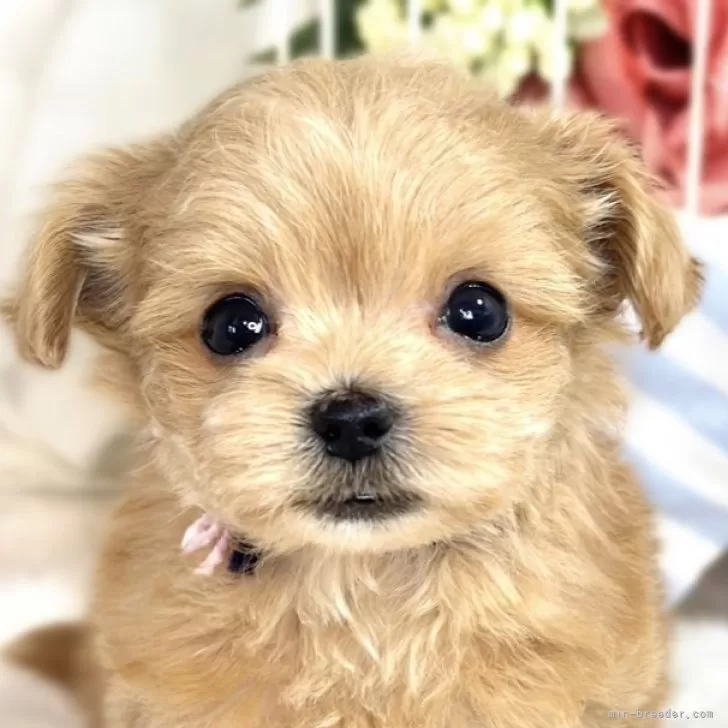 ユウキ 様のお迎えした子犬