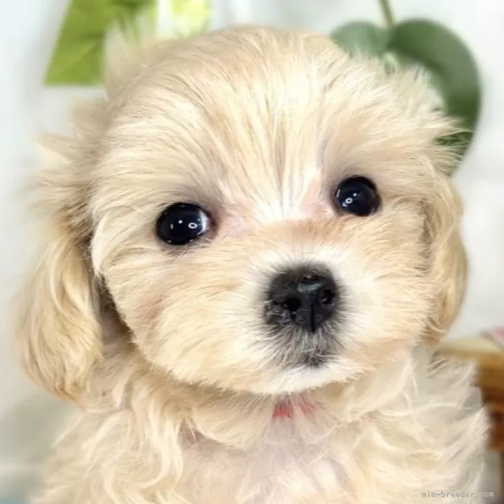 ID:2507-07638の子犬